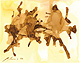 Gaya 2004 – Aquarell 40 x 50 cm