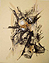 Anatomisches Detail einer ausgewachsenen Flause 1997 –	Monotypie / Öl	49 x 63 cm